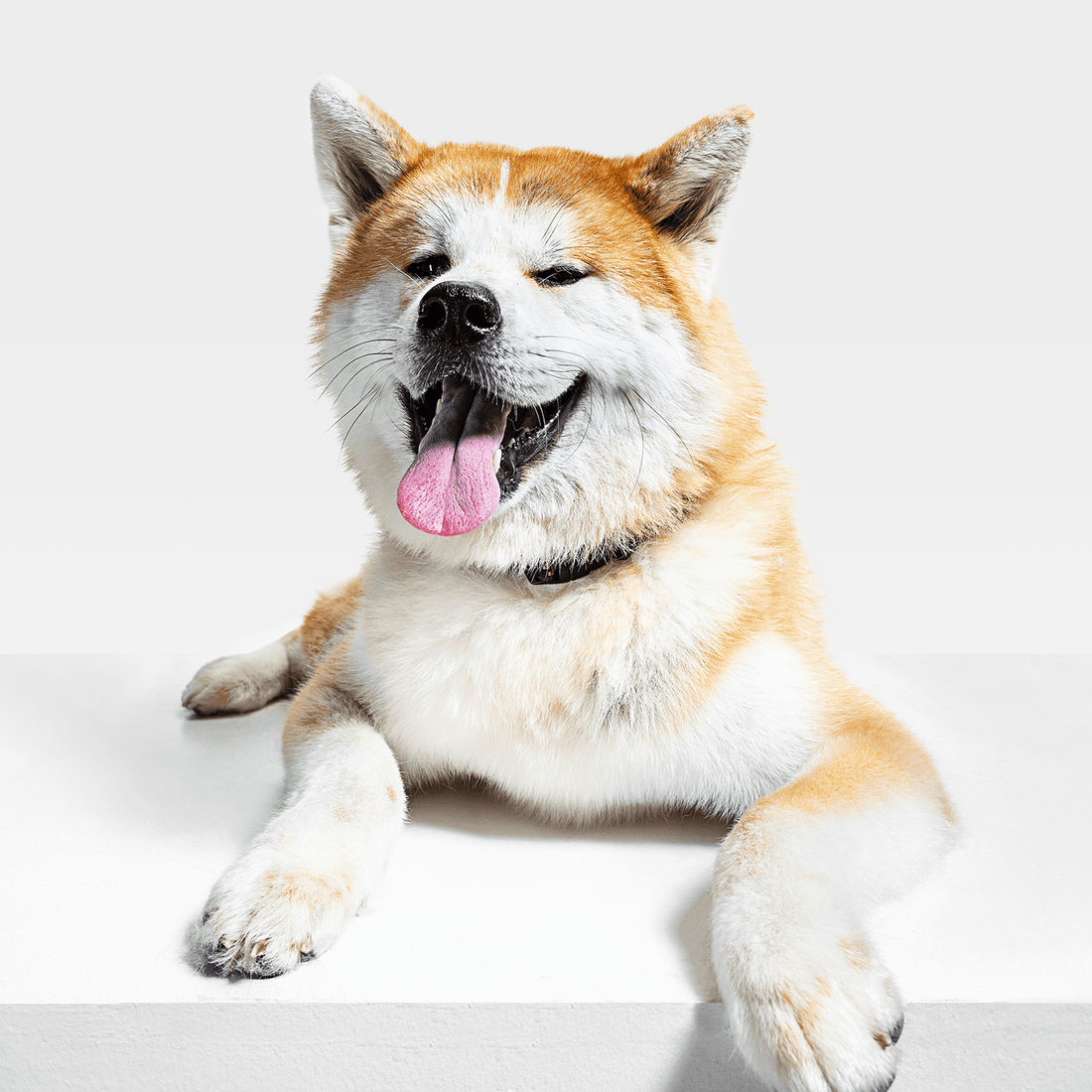 Akita: The Courageous and Devoted Guardian