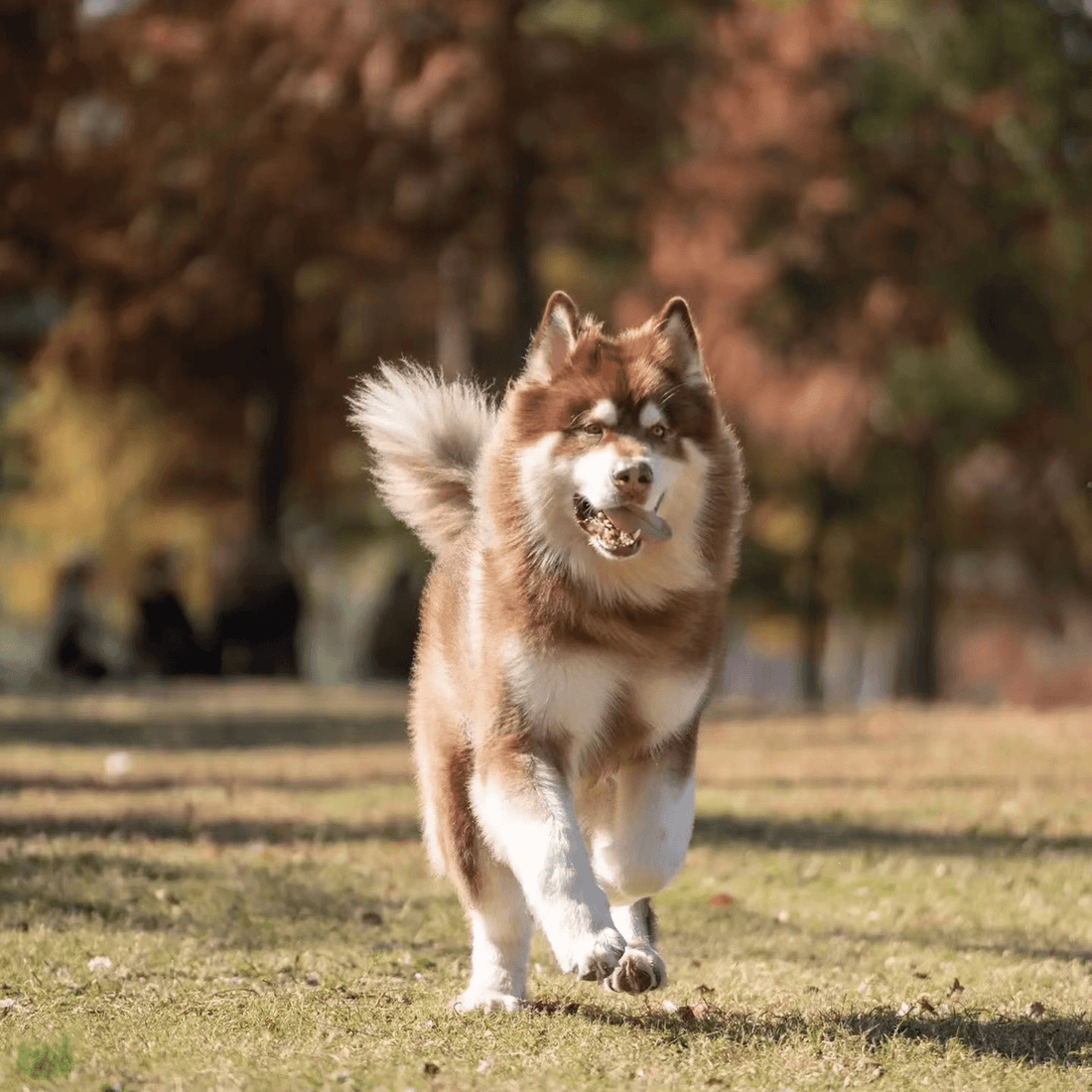 Alaskan Malamute: The Strong and Loyal Sled Dog