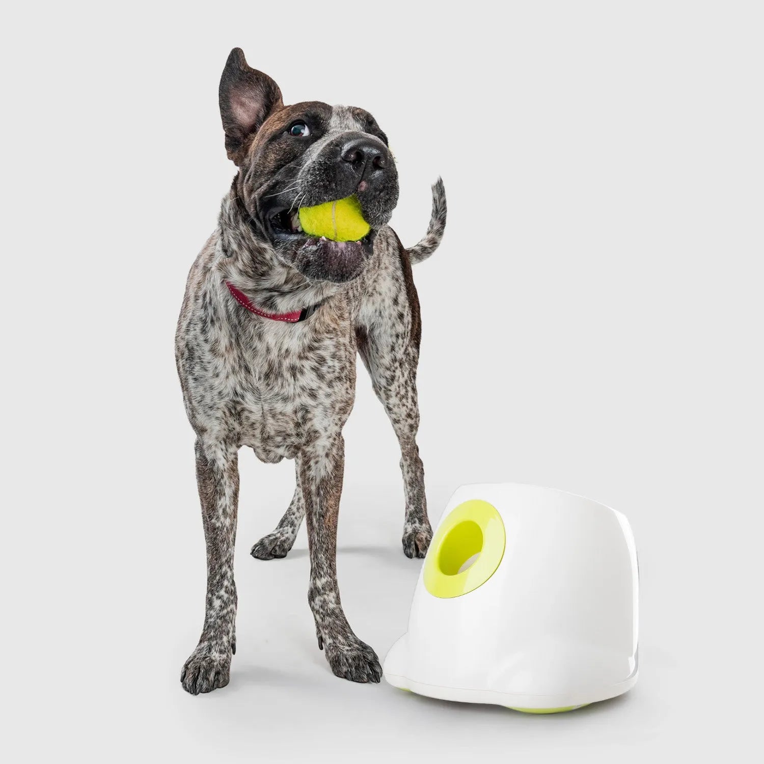 Maxi Hyper Fetch Automatic Ball Launcher For Large Dogs