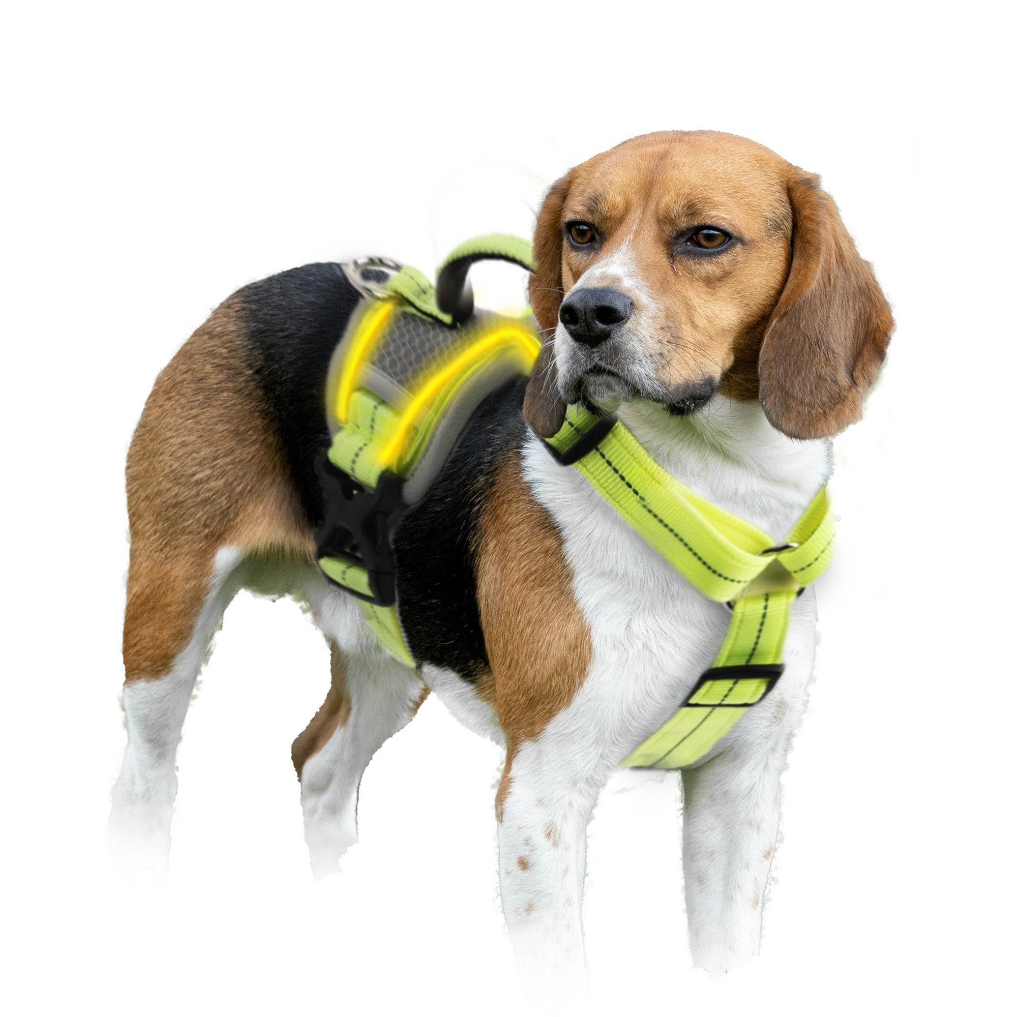 K-NITE - Dog Harness, Light Up Harness