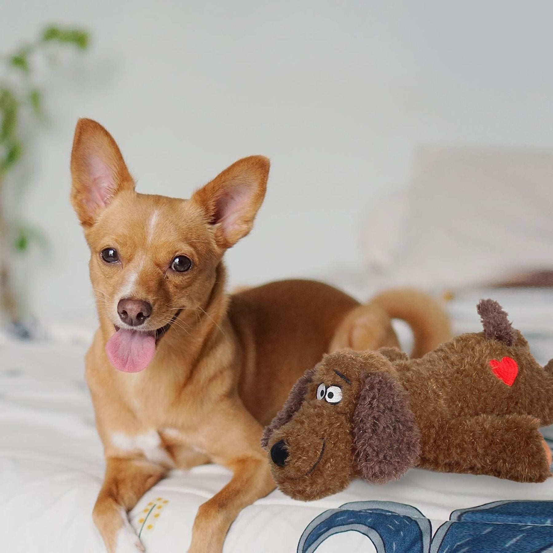 AFP(All For Paws) Pet Products