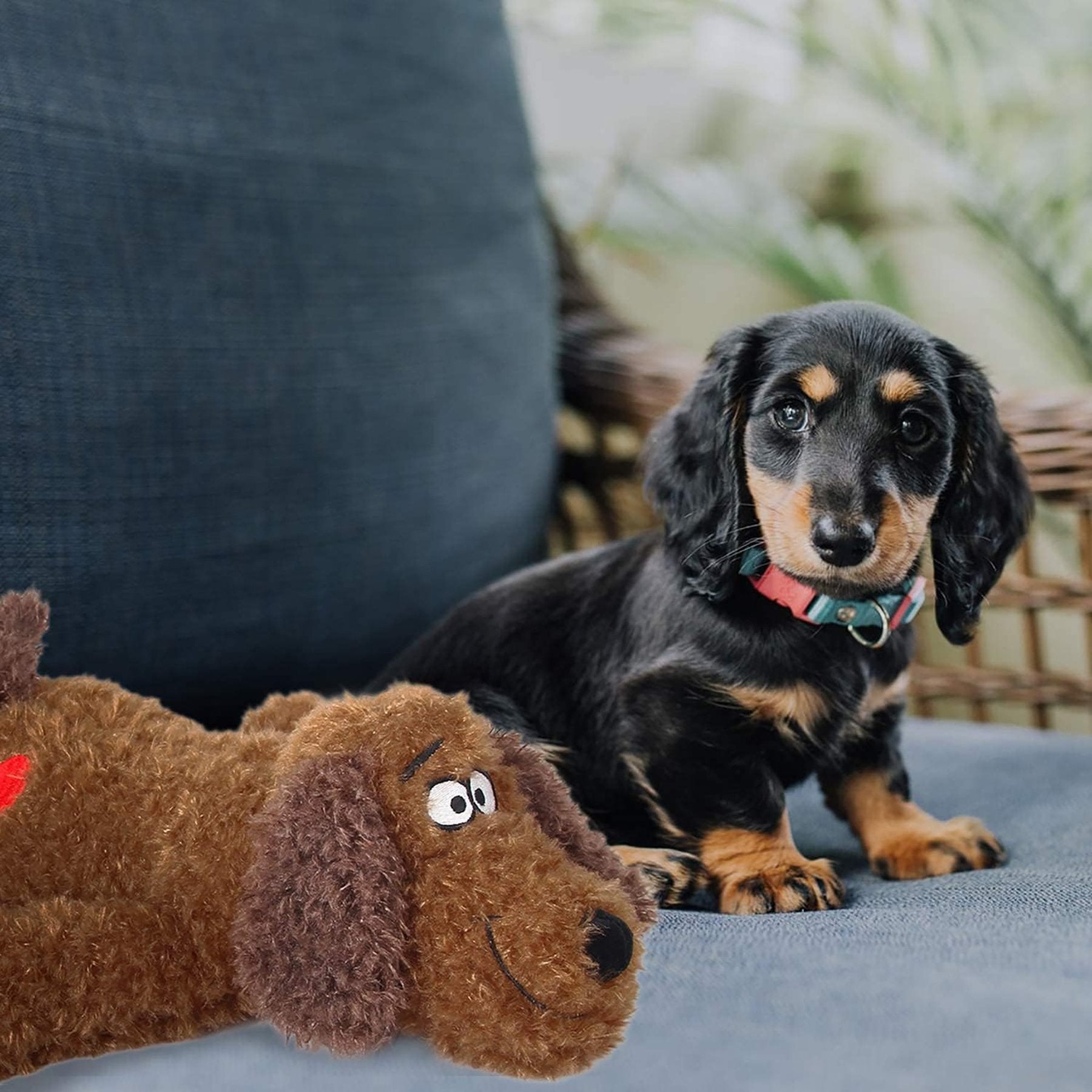 AFP(All For Paws) Pet Products