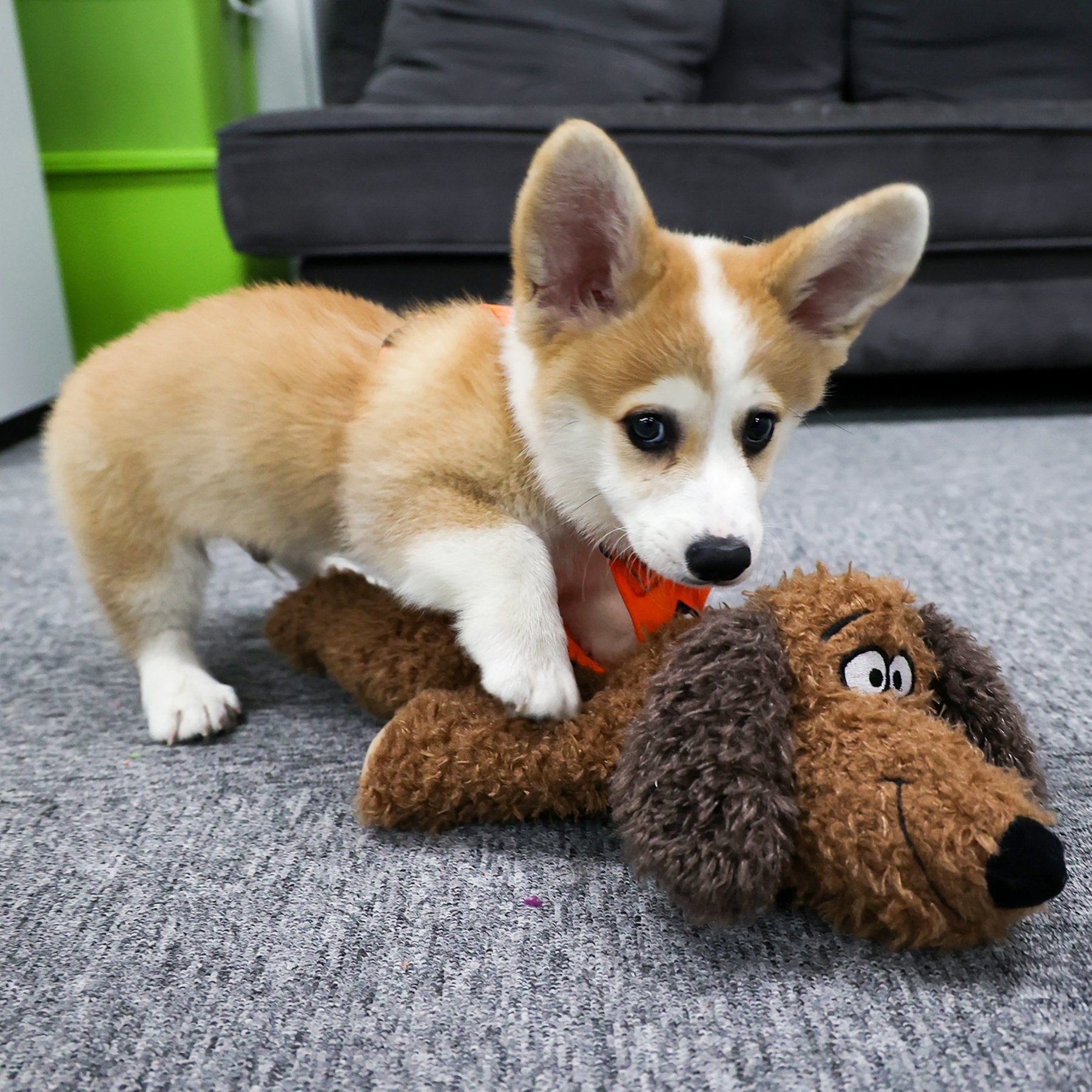 AFP(All For Paws) Pet Products