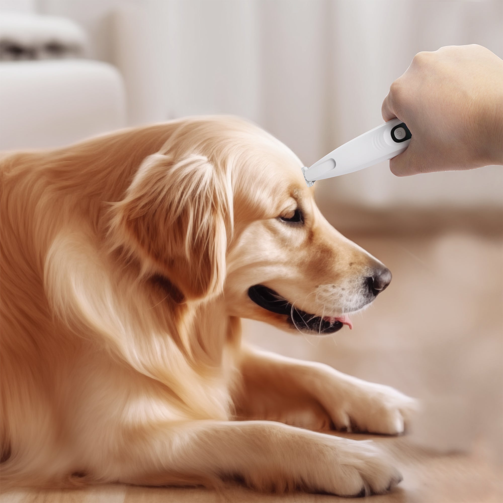 AFP(All For Paws) Pet Products