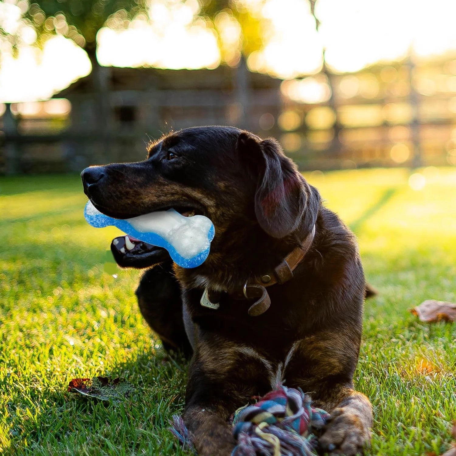 AFP(All For Paws) Pet Products