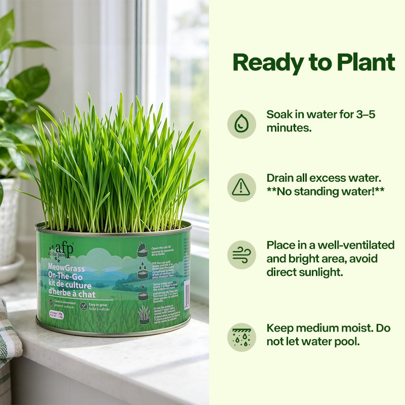 Green Rush Meow Grass On-The-Go Cat Grass Kit, 50g/Can
