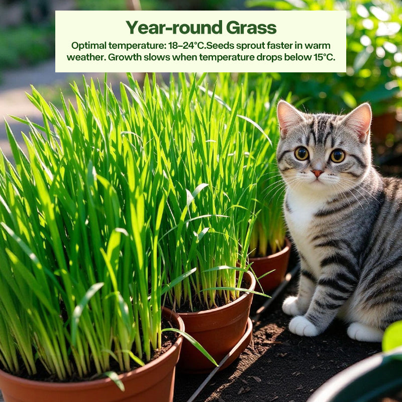 Green Rush Meow Grass On-The-Go Cat Grass Kit, 50g/Can