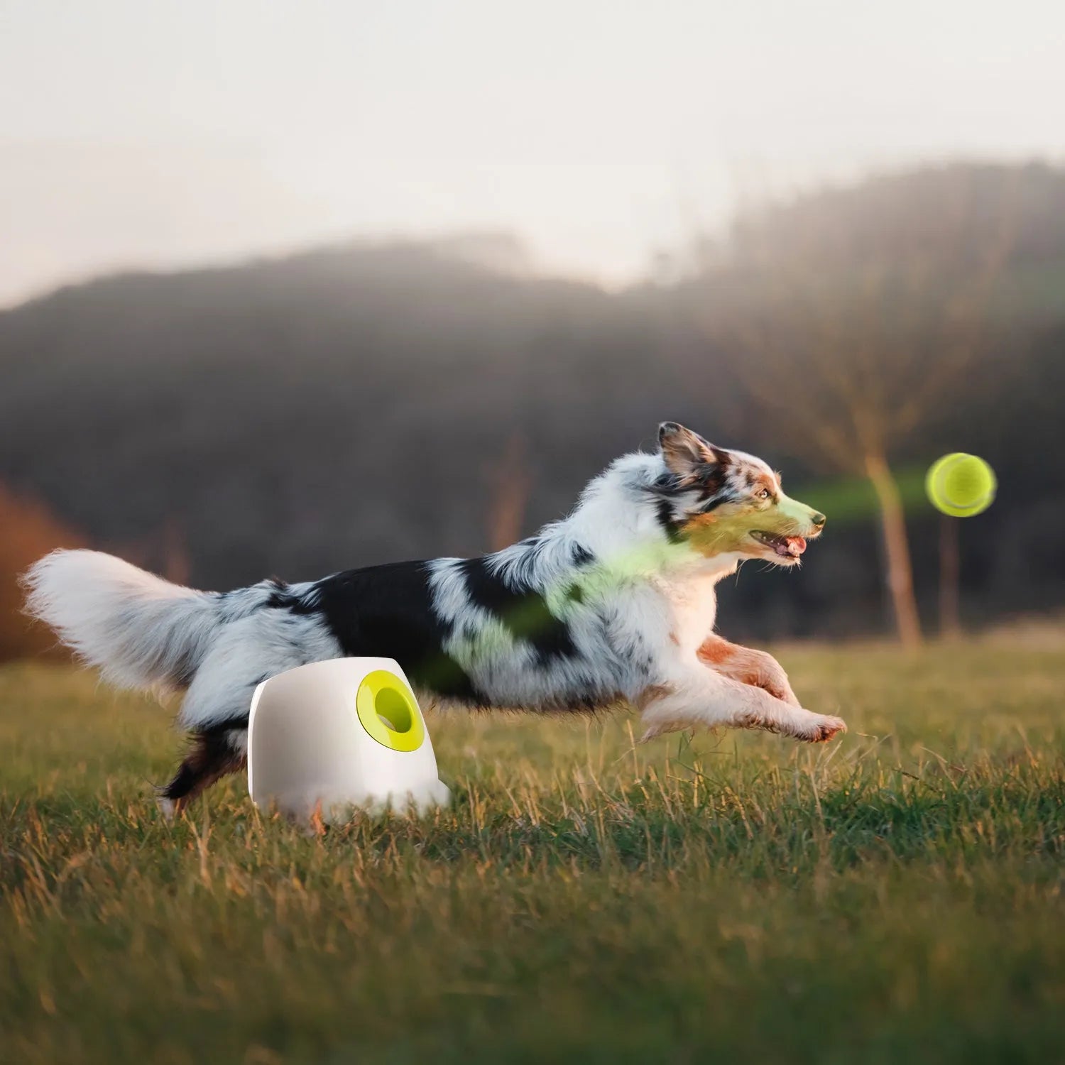 AFP-Allforpaws Maxi Hyper Fetch Automatic Ball Launcher For Large Dogs