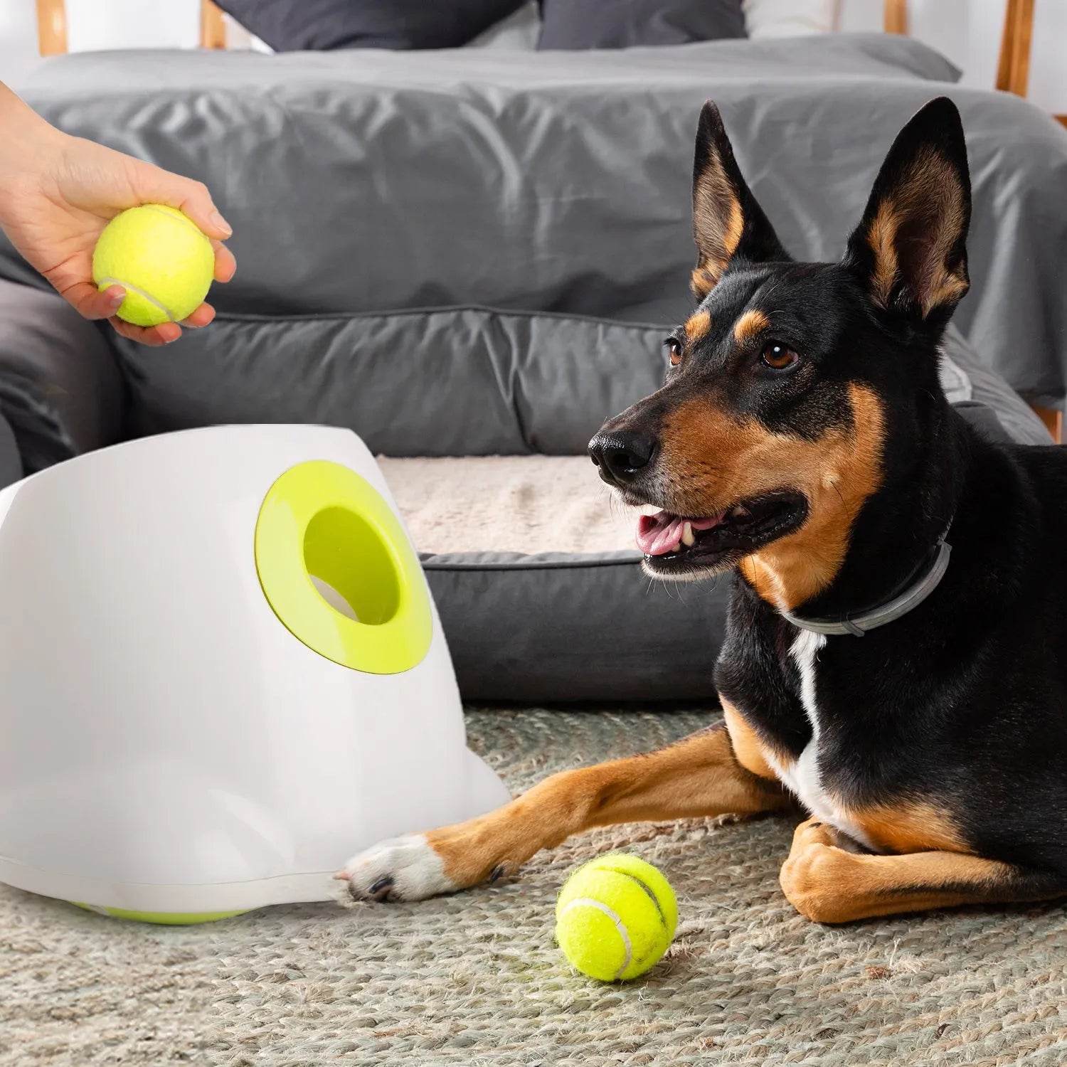AFP Allforpaws Maxi Hyper Fetch Automatic Ball Launcher For Large Dogs afp-allforpaws-maxi-hyper-fetch-automatic-ball-launcher-for-large-dogs